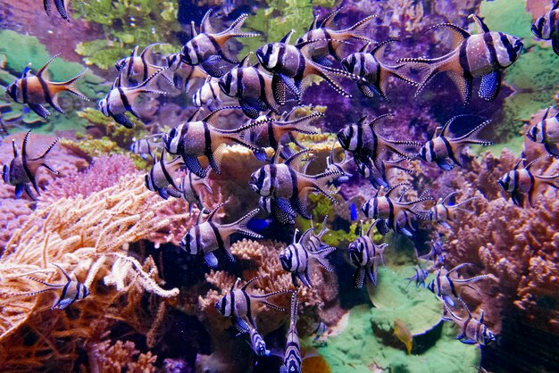 Groupe de poissons sous l'eau