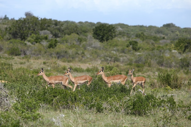 Groupe de quatre gazelles debout dans une ligne au milieu d'un champ couvert d'herbe et d'arbres