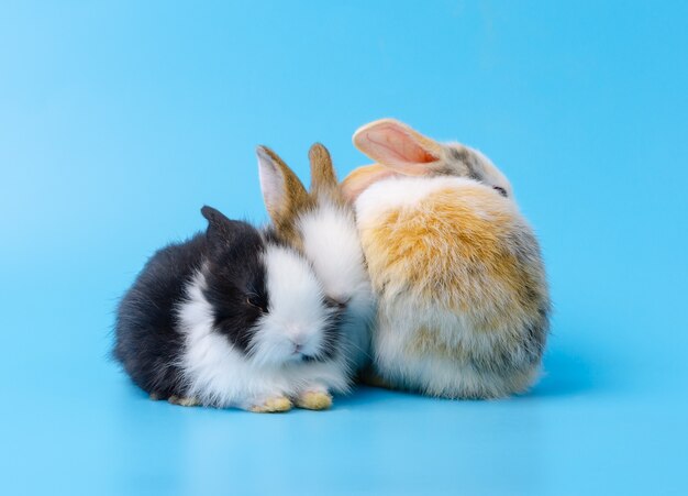Trois Actions De Trois Bebes Lapins Belle Action De L Adorable Bebe Lapin Photo Premium Trois Actions De Trois Bebes Lapins Belle Action De L Adorable Bebe Lapin Photo Premium