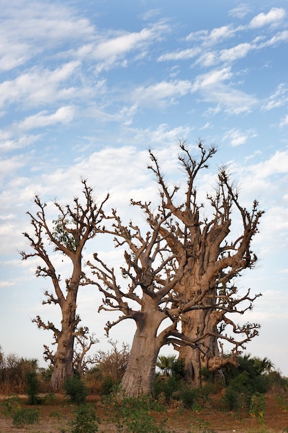 Groupe vertical de baobab