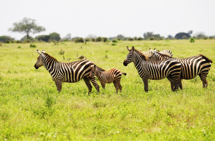 Photo gratuit groupe de zèbres paissant dans le parc national de tsavo east, kenya, afrique