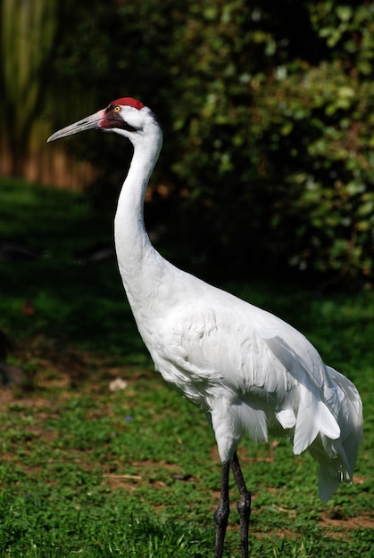 Grue blanche avec de grandes marques sur la tête et le visage.