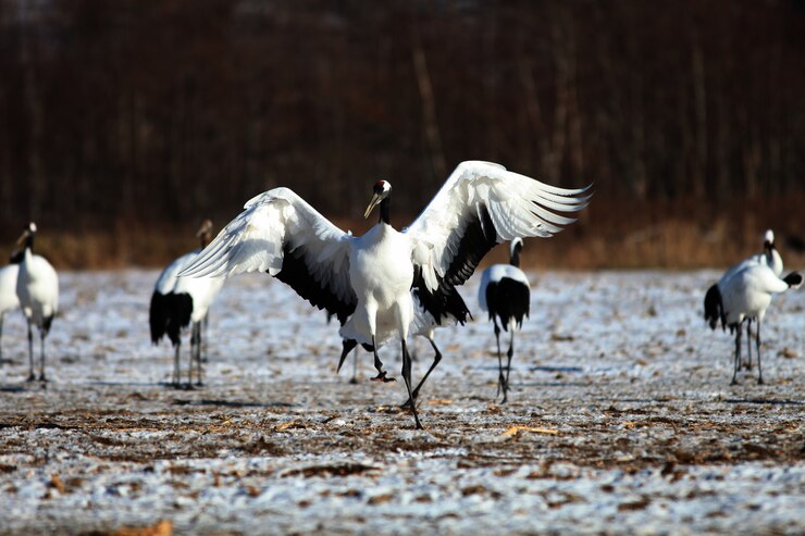 Photo gratuit grue à cou noir atterrissant sur le sol couvert de neige à hokkaido au japon