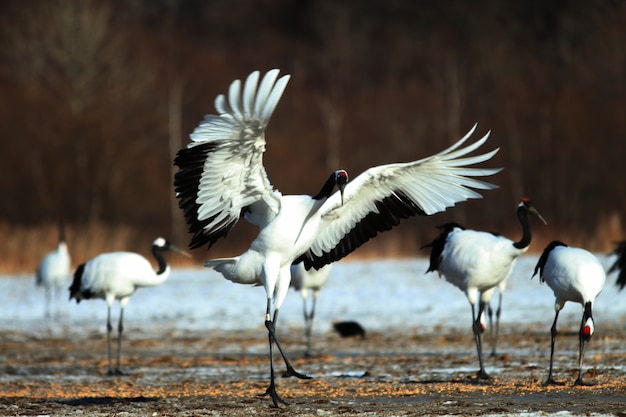 Grue à cou noir atterrissant sur le sol couvert de neige à Hokkaido au Japon