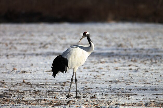 Grue à cou noir debout sur le sol recouvert de neige à Hokkaido au Japon