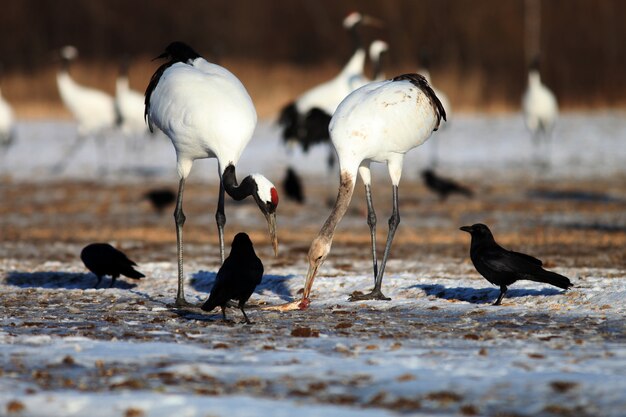 Grues à cou noir mangeant des poissons morts sur le sol recouvert de neige