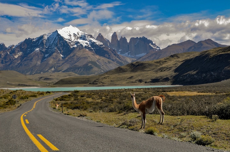 Photo gratuit guanaco (lama guanicoe) au parc national torres del paine