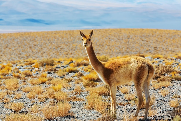 Photo gratuite guanaco