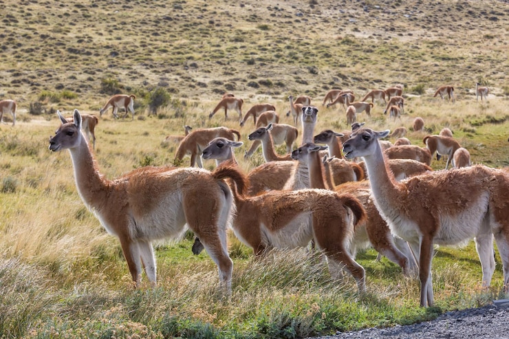 Photo gratuit guanaco