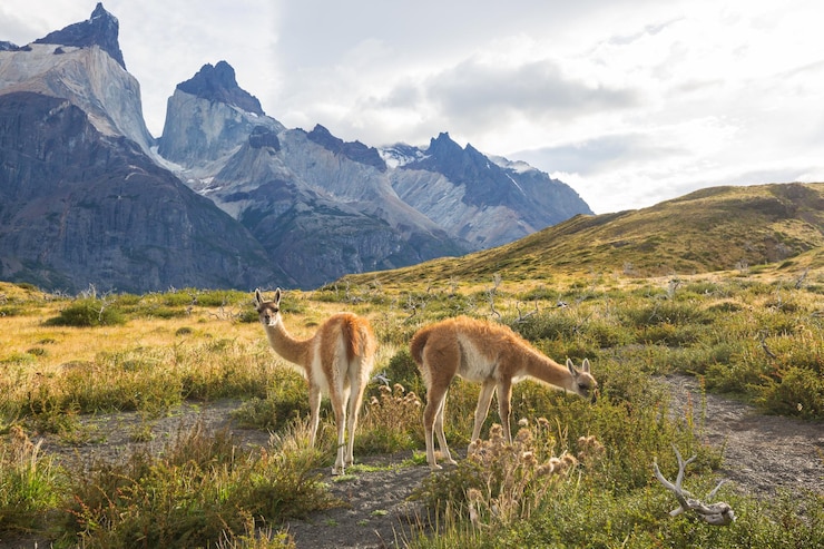 Photo gratuit guanaco