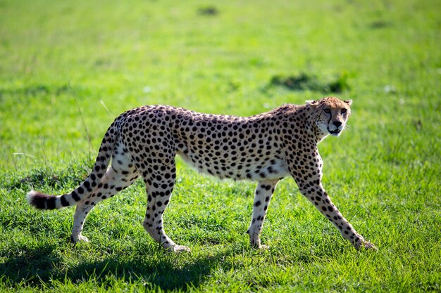 Guépard gracieux marchant sur un pré