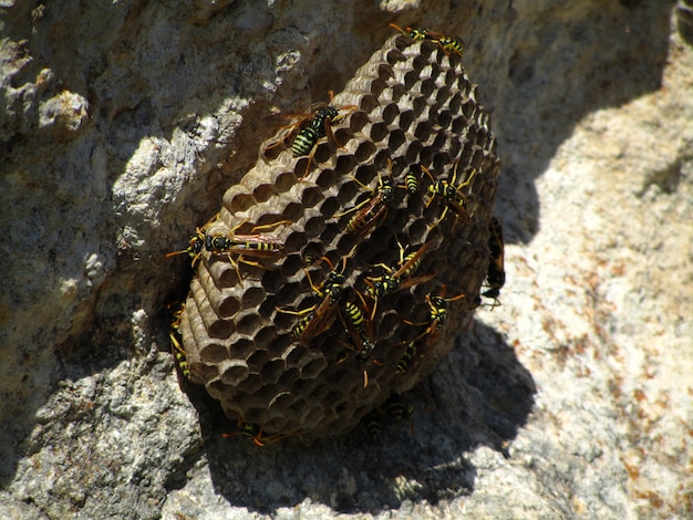 Photo gratuite guêpe européenne avec des abeilles pendant la journée