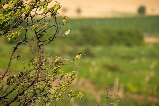 Guêpier d'Europe dans un magnifique habitat de champs viticoles de Moravie du Sud Oiseaux mangeurs d'abeilles nichant et nourrissant la faune de la République tchèque
