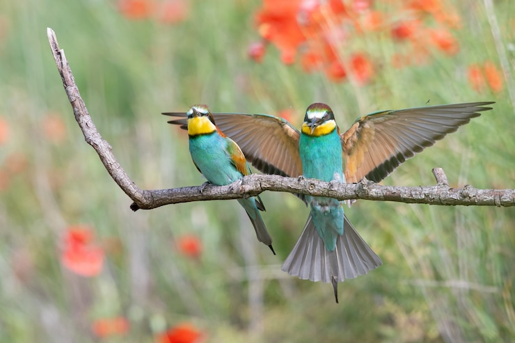 Photo gratuit guêpiers aux plumes multicolores assis sur la branche d'arbre