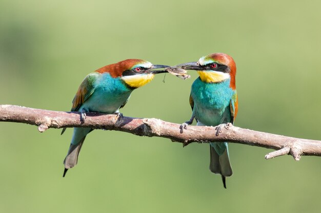 Guêpiers colorés partageant de la nourriture sur la branche d'arbre