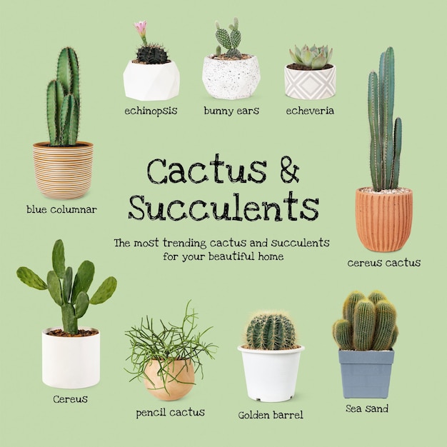 Photo gratuite guide des cactus et succulentes