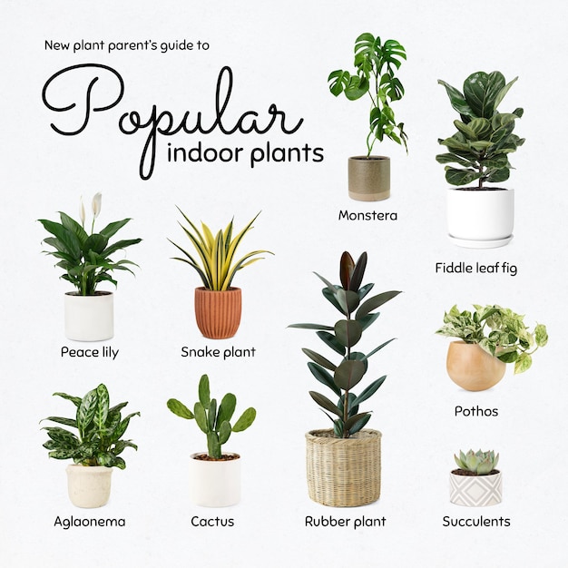 Photo gratuite guide des nouveaux parents de plantes pour les plantes d'intérieur populaires