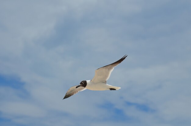 Gull volant dans le ciel par une journée remplie de nuages.