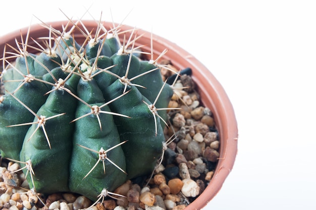 Gymno cactus isolé sur fond blanc