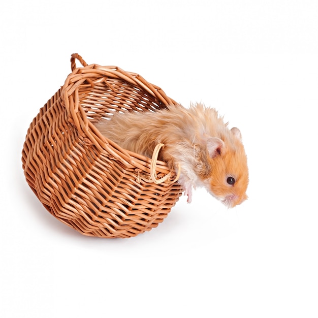 hamster dans un panier isolé sur un tableau blanc