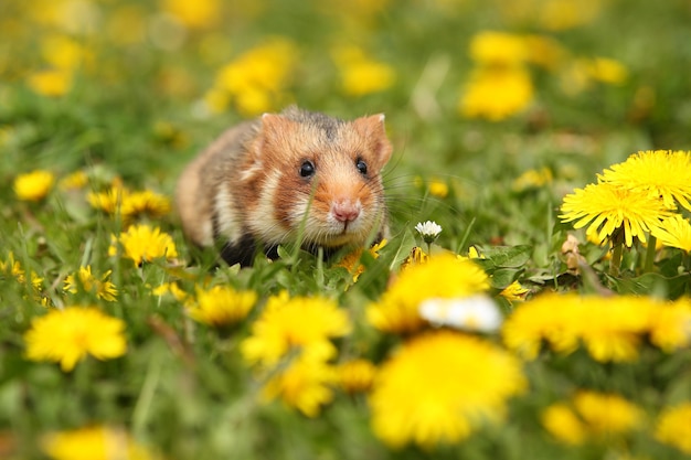 Hamster européen sur une prairie fleurie