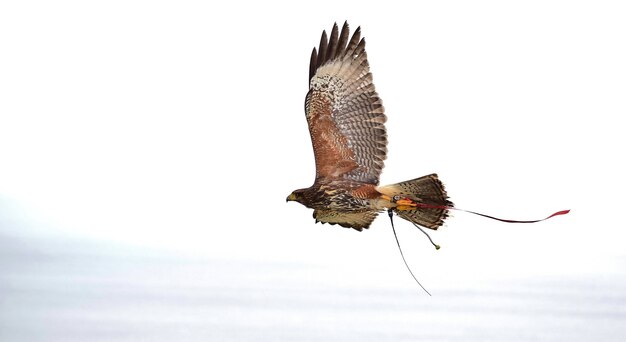 Un harris hawk captif, utilisé en fauconnerie, avec les ailes déployées pendant le vol.