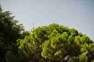 Photo gratuite haut de l'arbre méditerranéen vert sur le contraste avec le ciel bleu