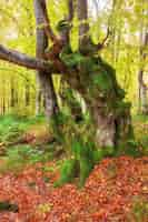 Photo gratuite haut dans les montagnes des carpates et des hutsul situé avec une forêt ancienne où les anciens géants se rencontrent dans la forêt sauvage d'automne