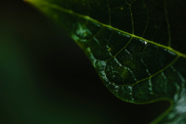 Photo gratuite d'en haut des feuilles mouillées