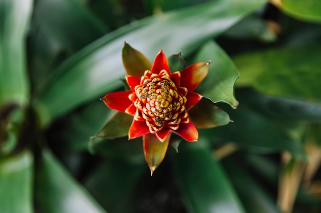 Haute vue angle, de, plante cactus