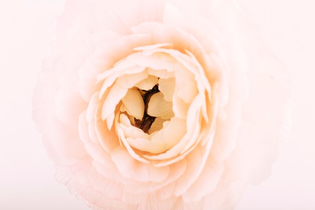 Haute vue angle, de, rose rose