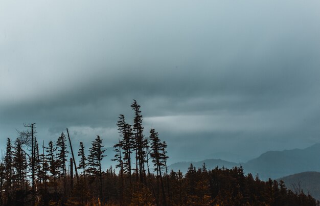 Hautes montagnes rocheuses et collines couvertes de brouillard naturel pendant l'hiver