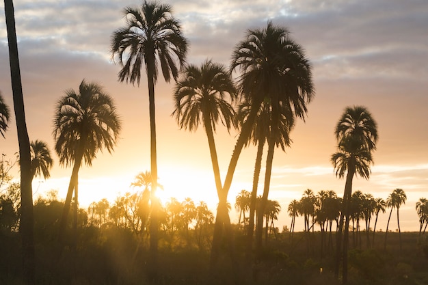 Hauts palmiers et paradis merveilleux avec des nuages au coucher du soleil