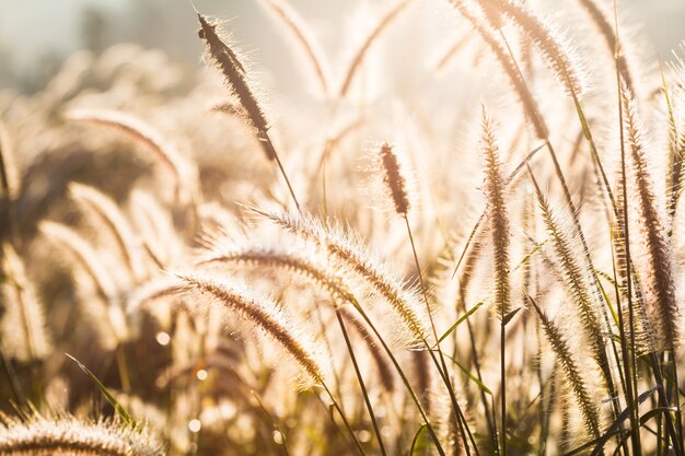 Herbe dans la prairie et le coucher du soleil