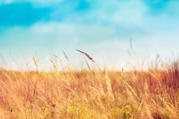 Herbe d'été en beau jour