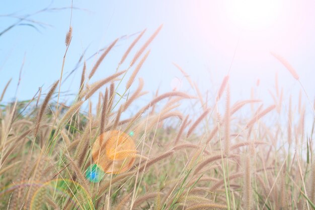 Herbe d&#39;été avec paysage, ciel de la lumière du soleil, fond naturel