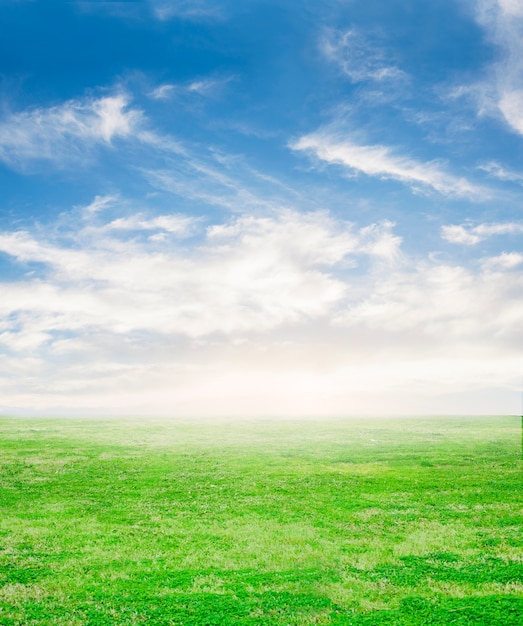 Herbe fraîche sur fond de ciel