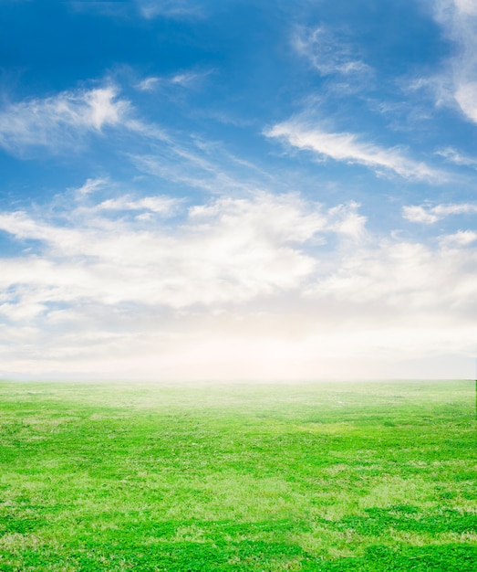 Photo gratuite l'herbe fraîche avec fond de ciel