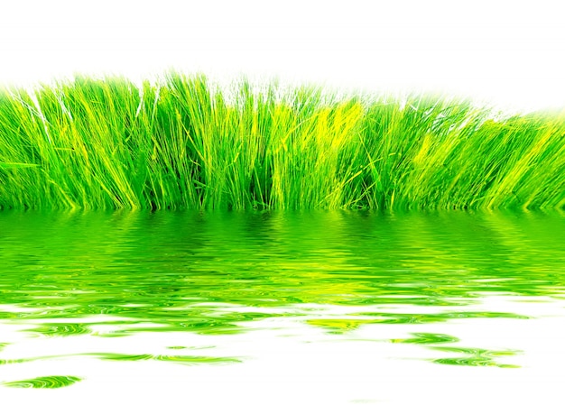 Photo gratuite l'herbe fraîche reflète dans l'eau