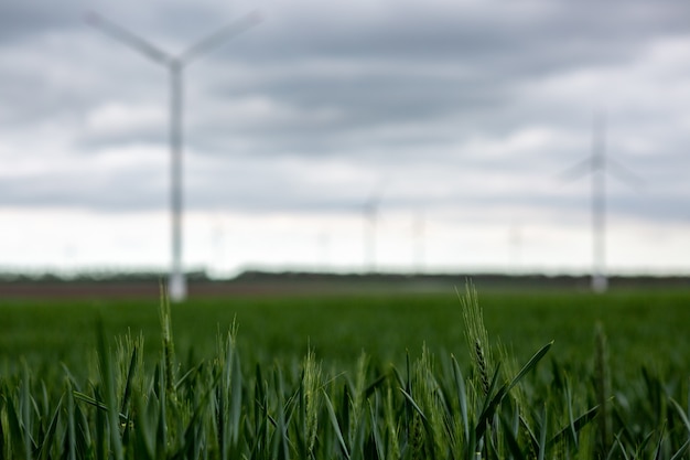 herbe avec des moulins à vent blancs sous un ciel nuageux sur un arrière-plan flou