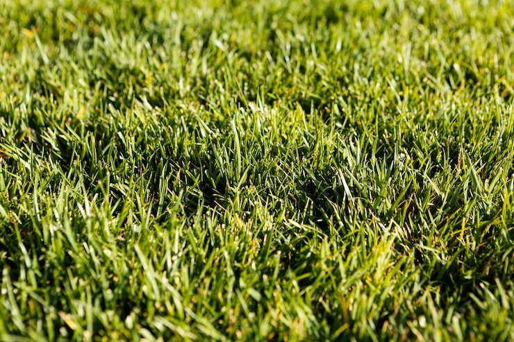 Photo gratuit l'herbe naturelle en gros plan