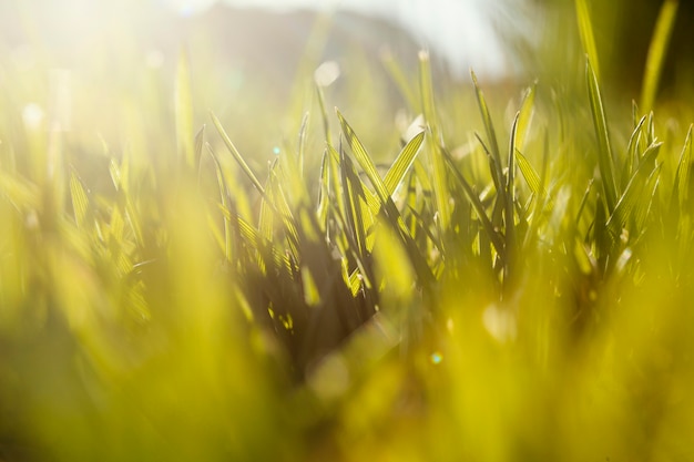 L'herbe naturelle se bouchent