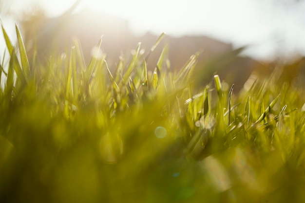 L'herbe naturelle se bouchent