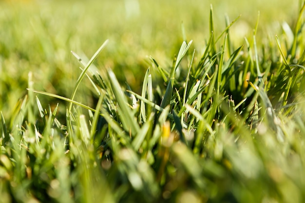 L'herbe naturelle se bouchent