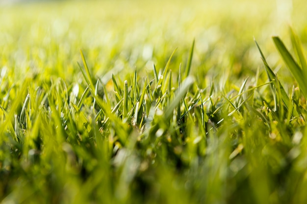 L'herbe naturelle se bouchent