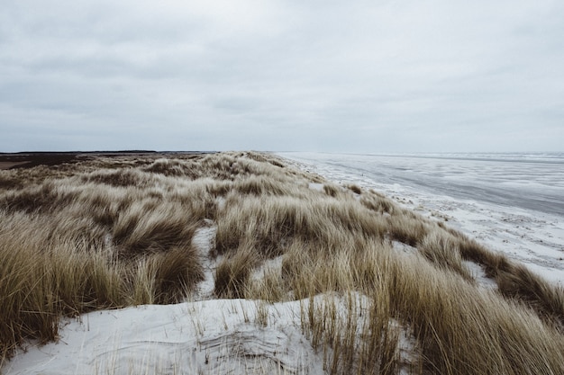 Herbe sur une plage