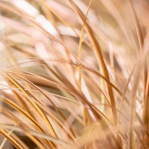 L'herbe sèche floue laisse à l'extérieur