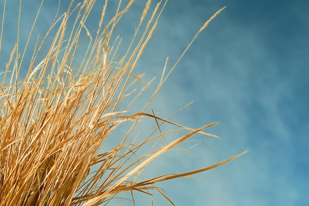 Herbe sèche ou paille contre un ciel bleu avec des nuages. Fermer. Fond naturel naturel