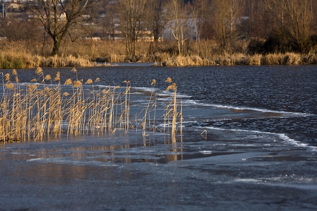 Herbe sèche et roseaux dans le vent sur fond de rivière floue