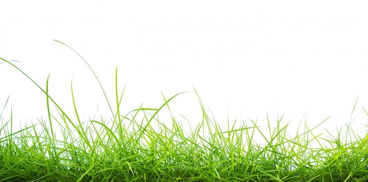 Photo gratuit herbe verte sur fond blanc